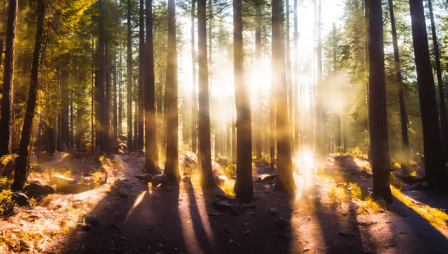 Beautiful Forest